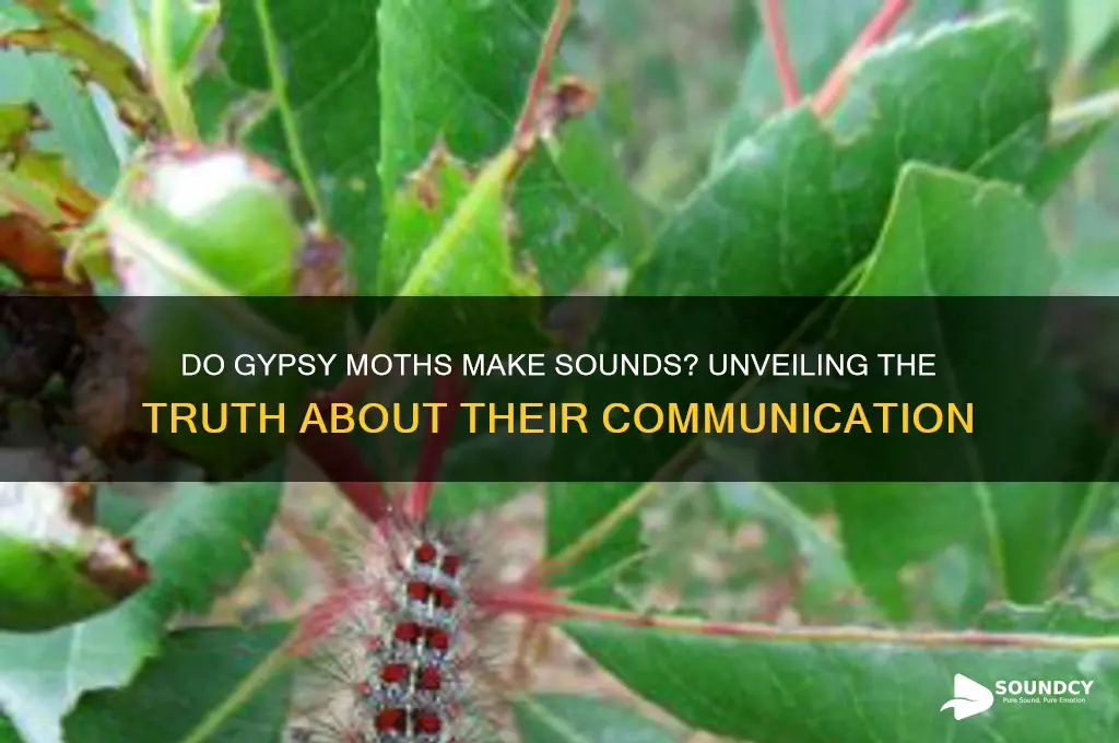 do gypsy moths make sounds