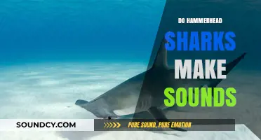 Unveiling the Mystery: Do Hammerhead Sharks Produce Sounds?