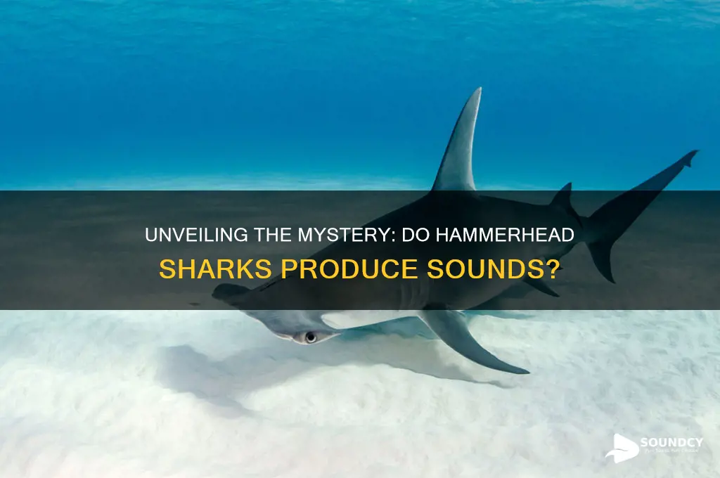 do hammerhead sharks make sounds