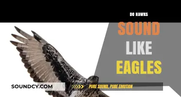 Hawk vs. Eagle Calls: Unraveling the Similarities and Differences in Their Sounds