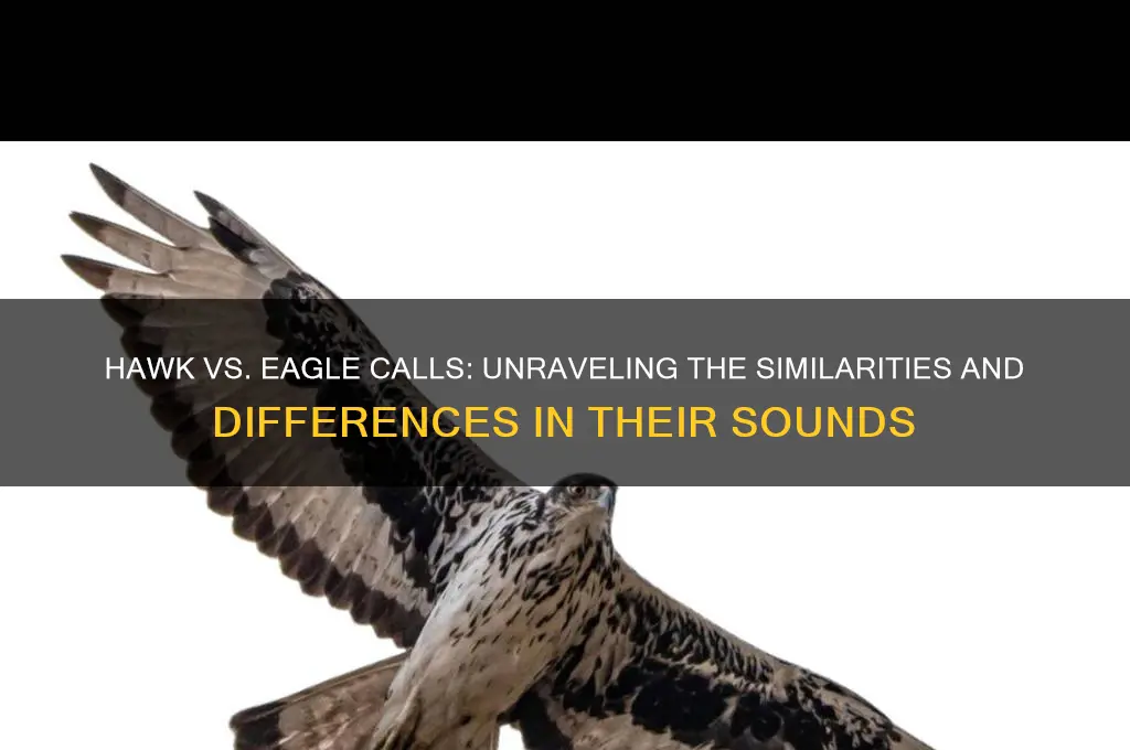 do hawks sound like eagles