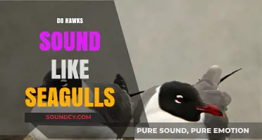 Do Hawks Mimic Seagulls? Unraveling the Mystery of Their Calls