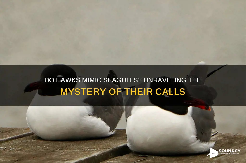 do hawks sound like seagulls