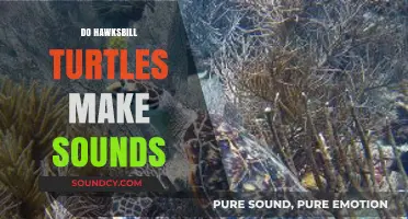 Do Hawksbill Turtles Make Sounds? Unveiling Their Communication Secrets