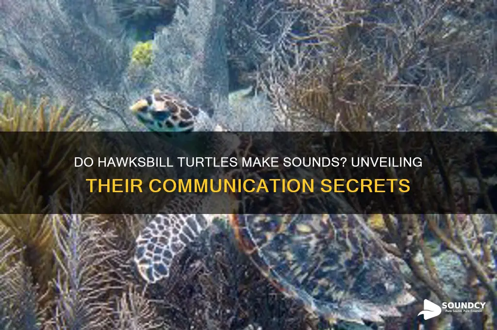 do hawksbill turtles make sounds