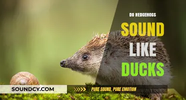 Hedgehogs vs. Ducks: Unraveling the Surprising Sounds They Make