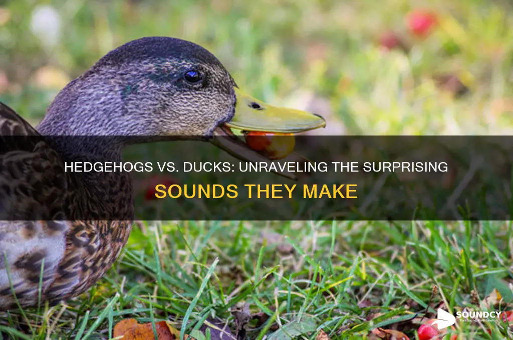 do hedgehogs sound like ducks