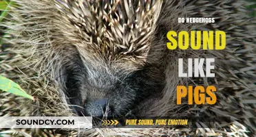 Do Hedgehogs Snort Like Pigs? Unraveling Their Unique Sounds