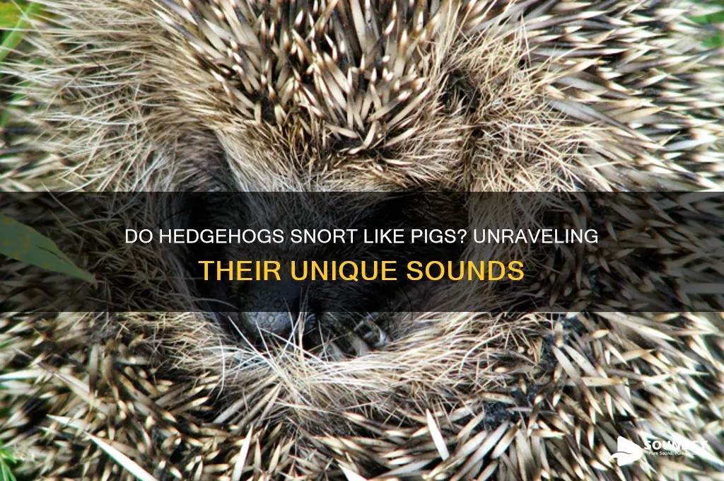 do hedgehogs sound like pigs