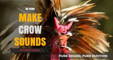 Do Hens Crow? Unraveling the Truth About Chicken Sounds