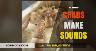 Unveiling the Silent World: Do Hermit Crabs Make Sounds?