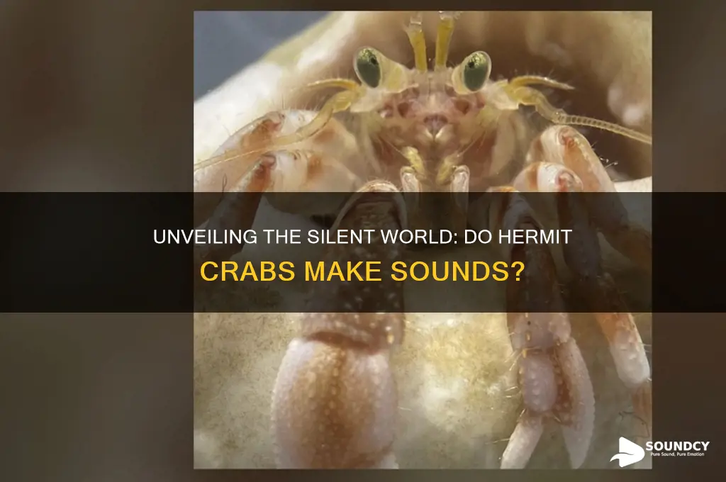 do hermit crabs make sounds