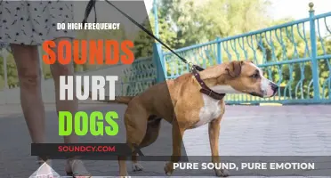 High-Frequency Sounds: Are They Harmful to Dogs?