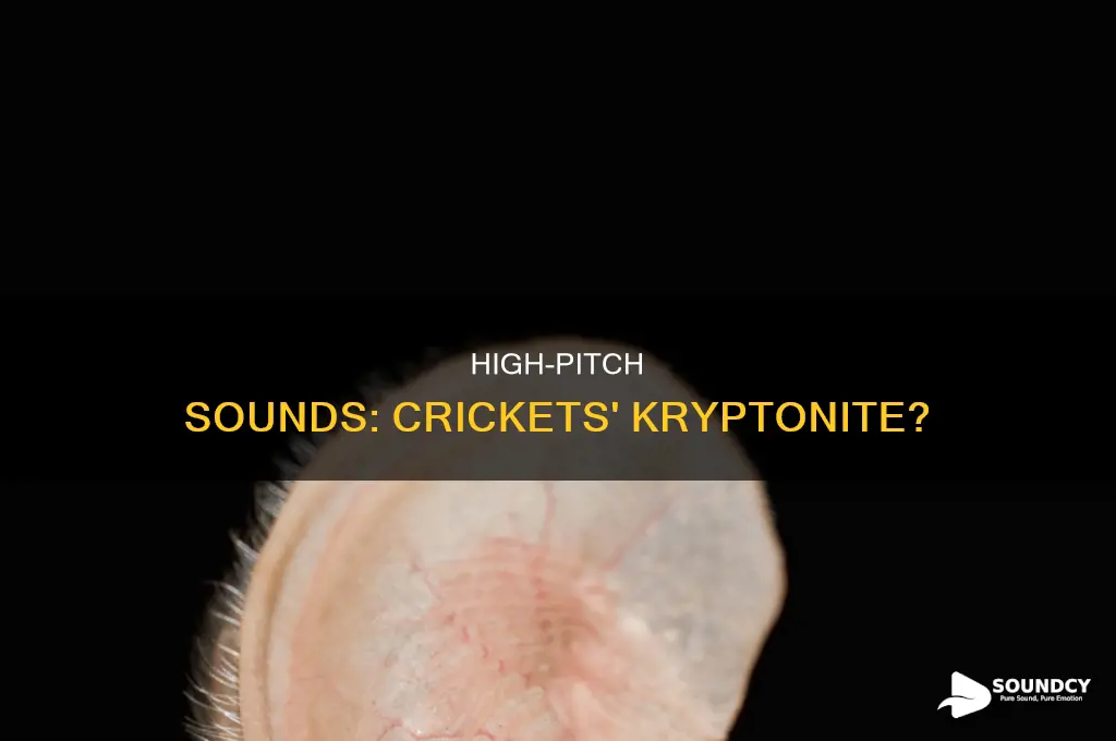 do high pitch sounds bother crickets
