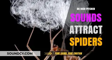 High-Pitched Noises: Do They Lure Spiders?