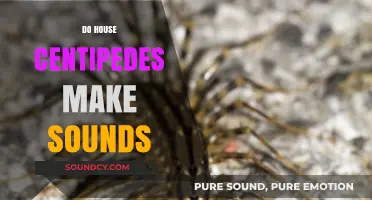 Do House Centipedes Make Sounds? Uncovering the Truth About Their Noises