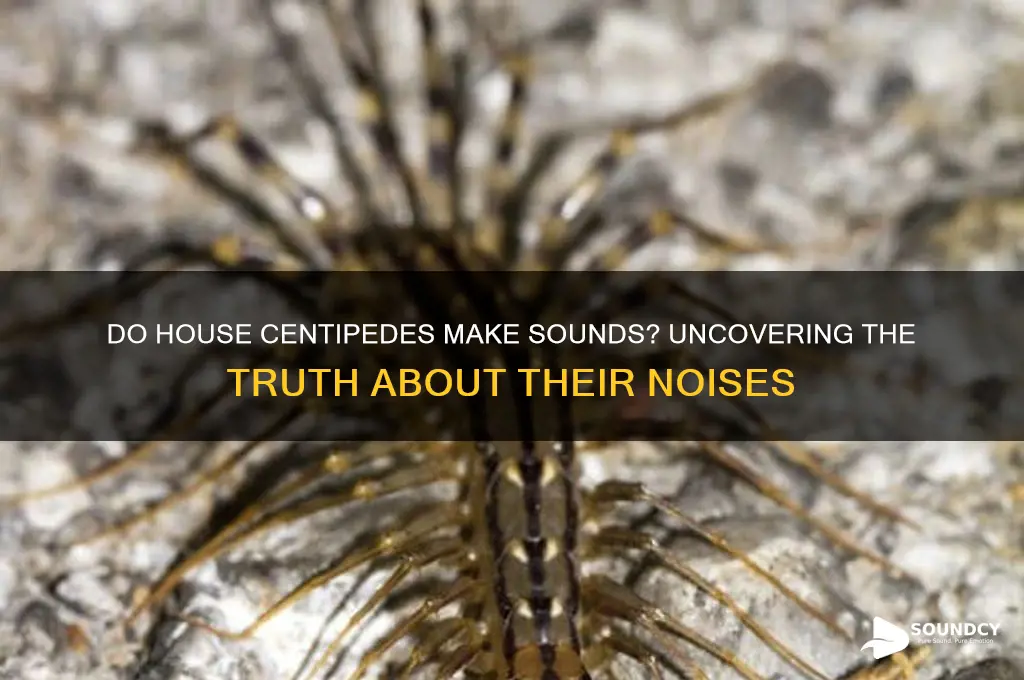 do house centipedes make sounds