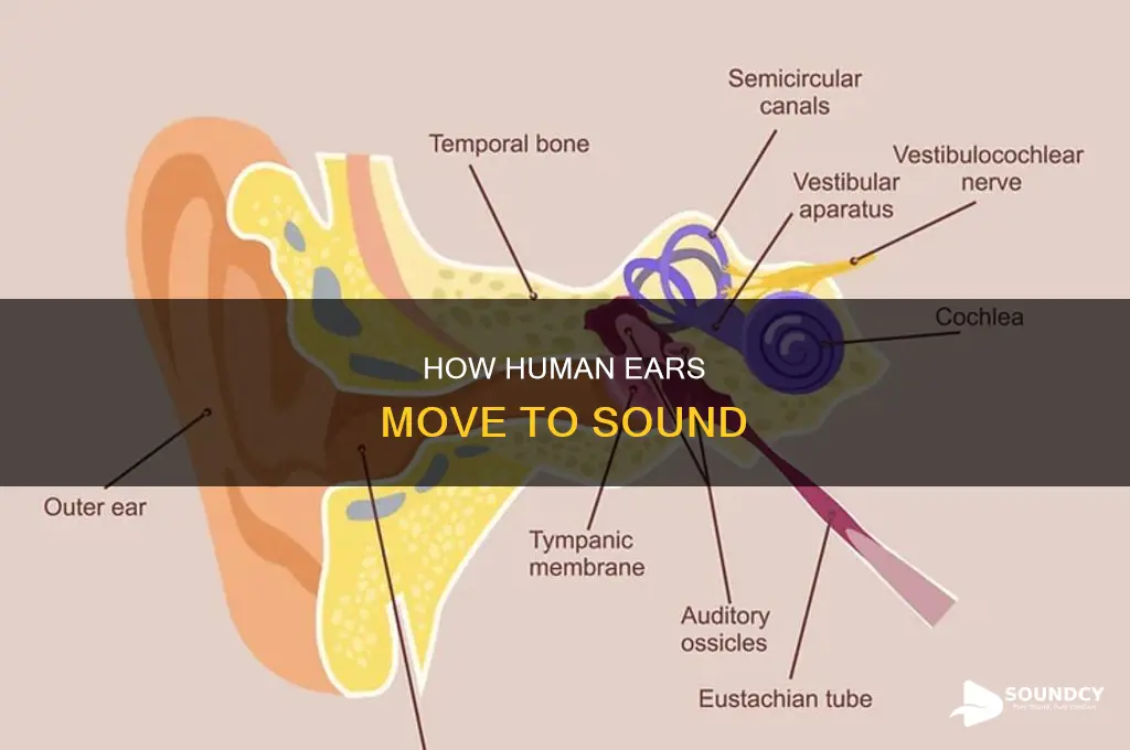 do human ears move to sound