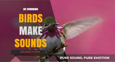 Do Hummingbirds Make Sounds? Exploring Their Unique Vocalizations