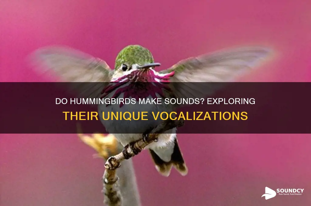 do humming birds make sounds