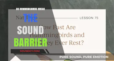 Hummingbirds: Faster Than Sound?
