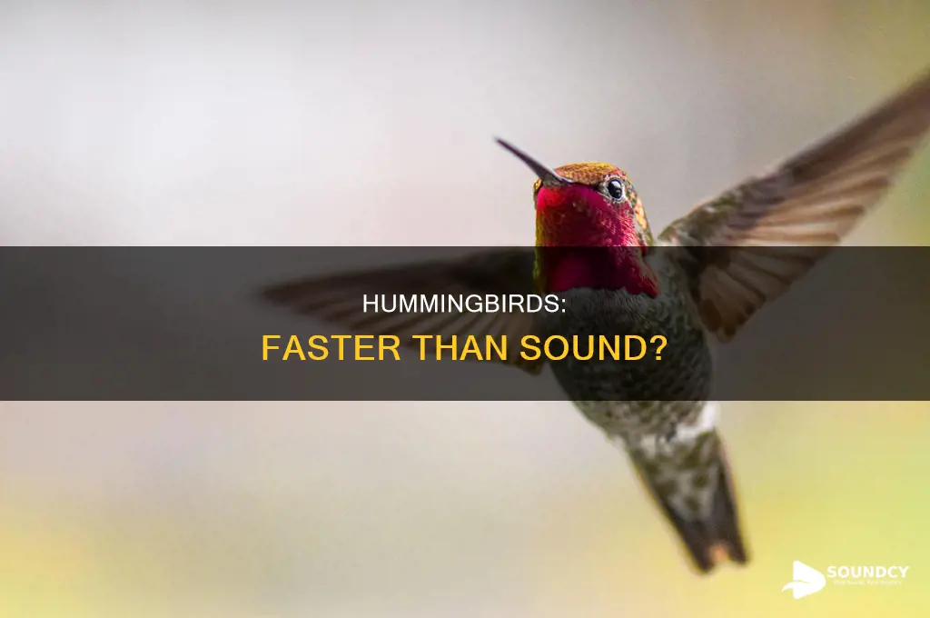 do hummingbirds break the sound barrier
