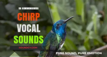 Do Hummingbirds Chirp? Unveiling Their Unique Vocal Sounds and Communication