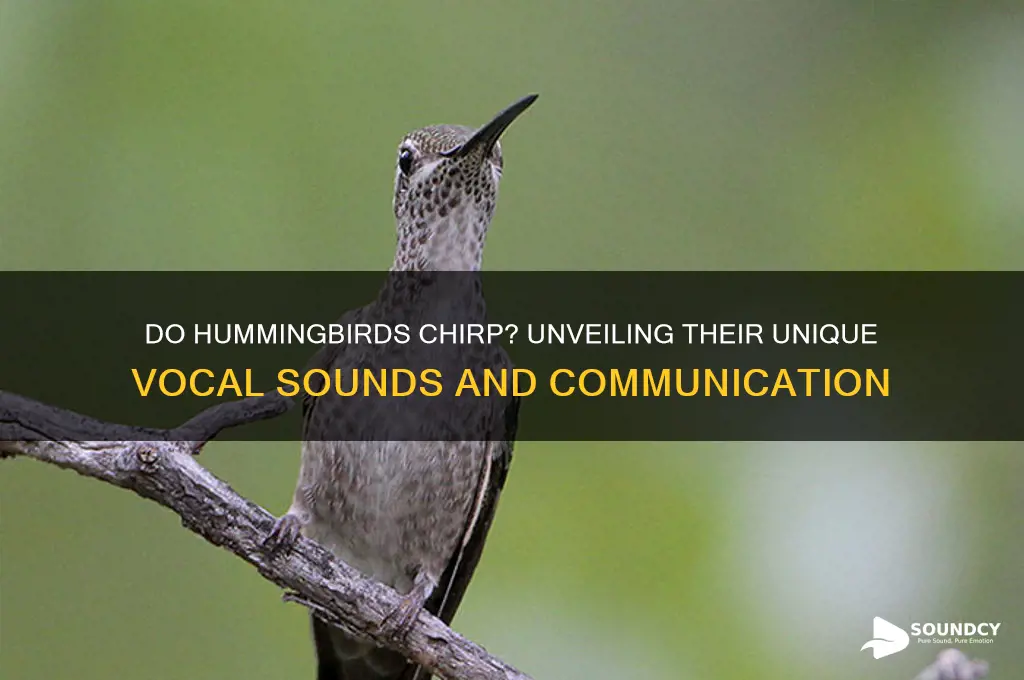 do hummingbirds chirp vocal sounds