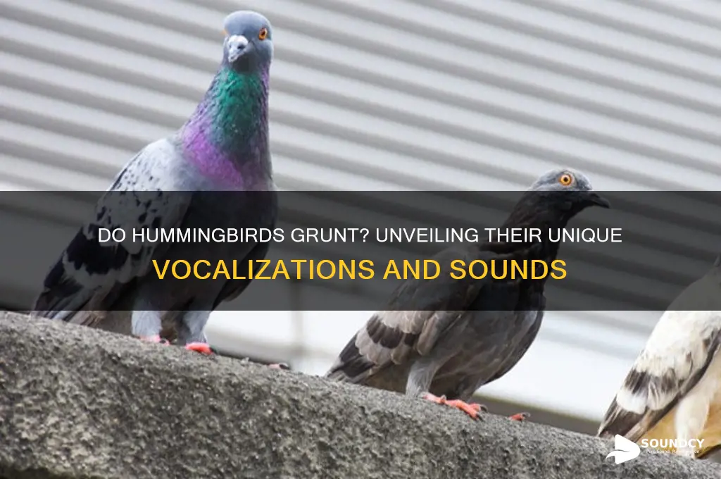 do hummingbirds make grunting sound