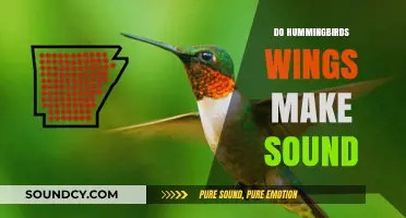 Do Hummingbirds' Wings Create Audible Sounds? Exploring the Science