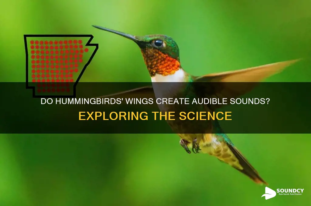 do hummingbirds wings make sound