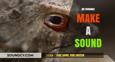 Unveiling the Mystery: Do Iguanas Make Sounds and How?