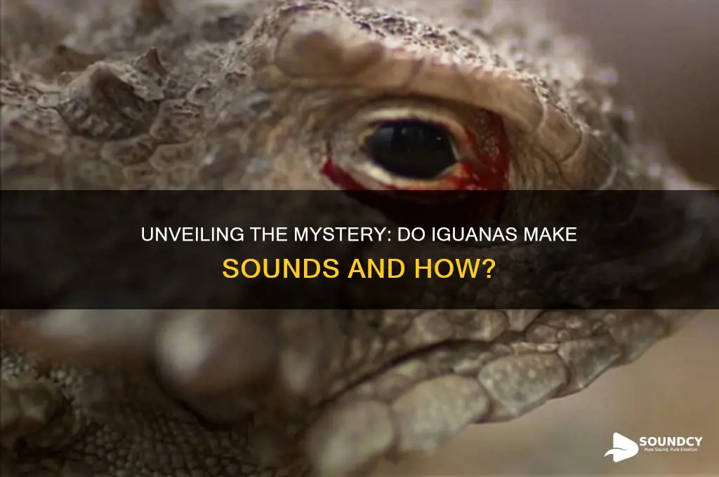 do iguanas make a sound