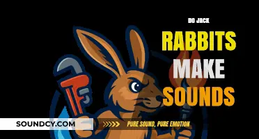Do Jack Rabbits Make Sounds? Uncovering Their Vocal Abilities