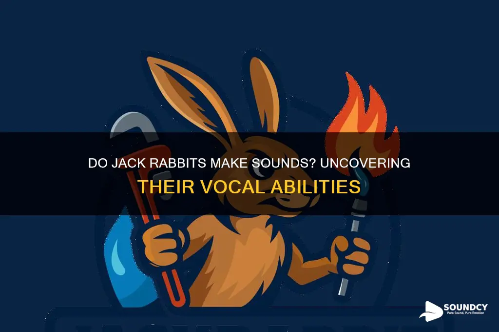 do jack rabbits make sounds
