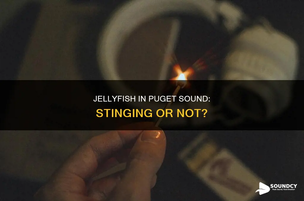 do jellyfish in puget sound sting