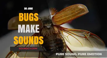 Do June Bugs Make Sounds? Uncovering the Truth About Their Noises