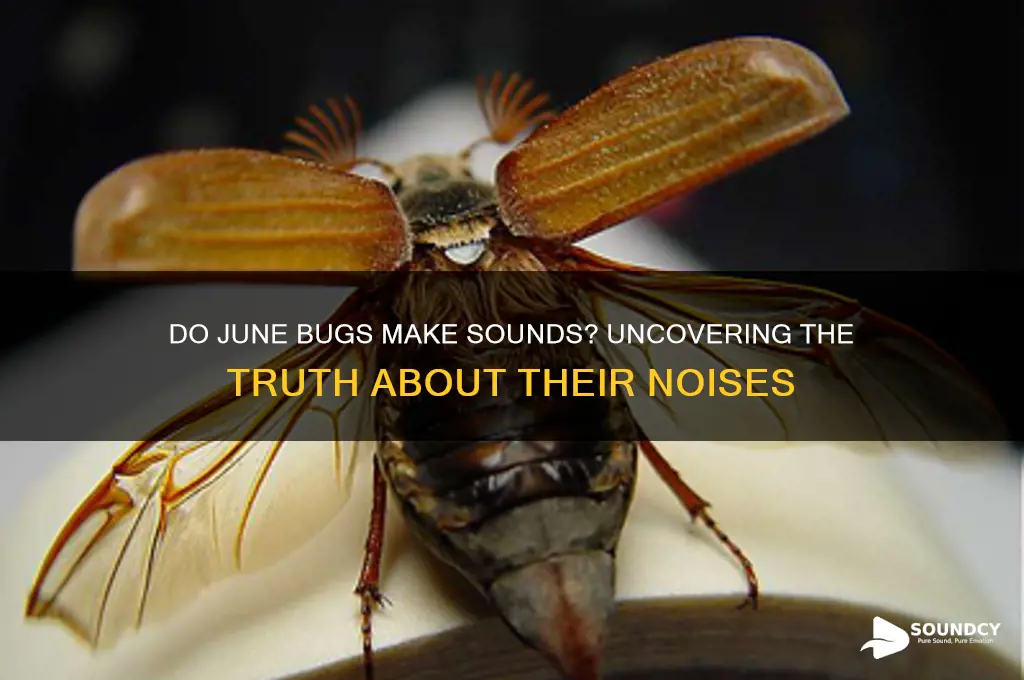 do june bugs make sounds