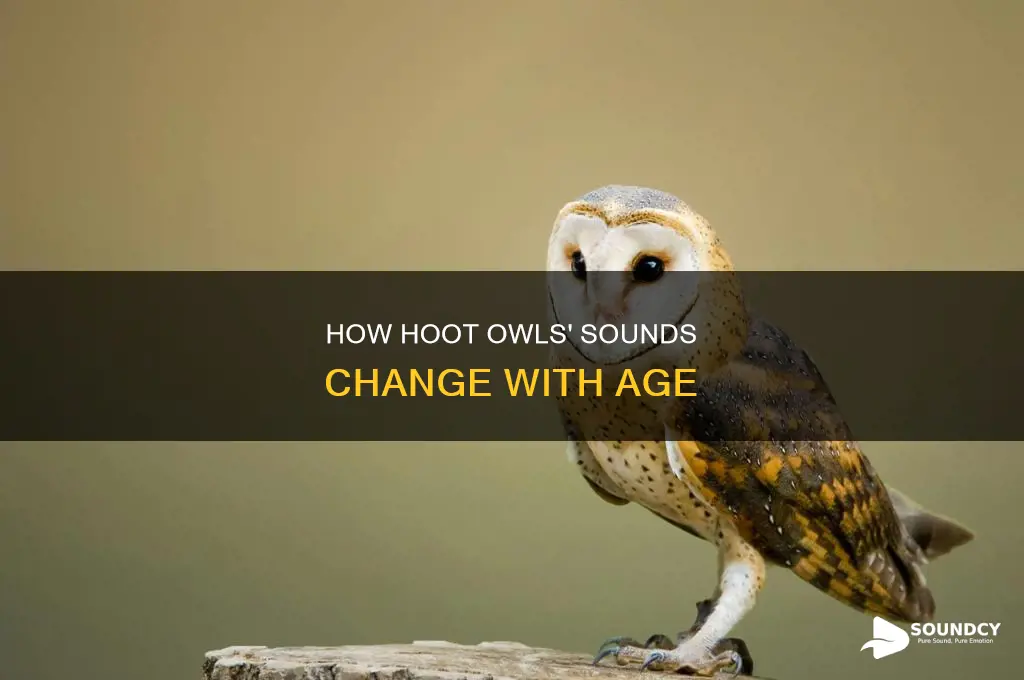 do juvenile hoot owls sound dfifferent