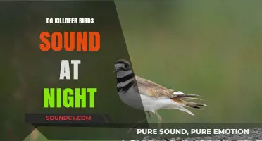 Killdeer Birds: Noisy by Day, Quiet by Night