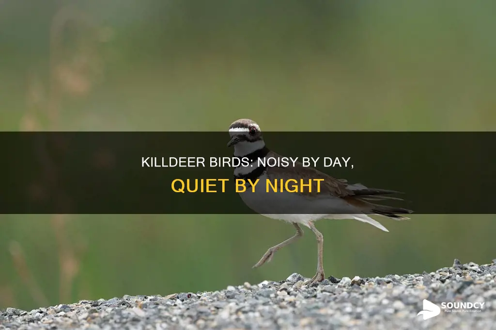 do killdeer birds sound at night