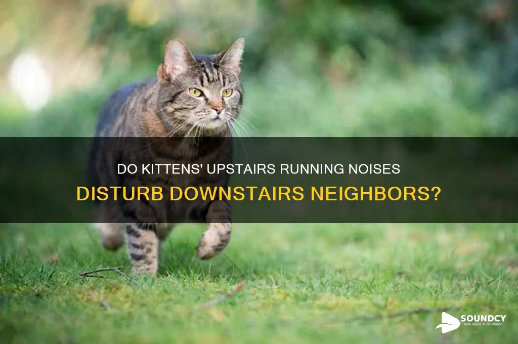 do kittens make sounds for downstair apartment when running