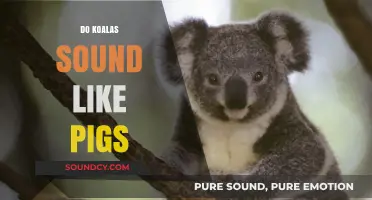 Do Koalas Sound Like Pigs? Unveiling the Unique Calls of Marsupials