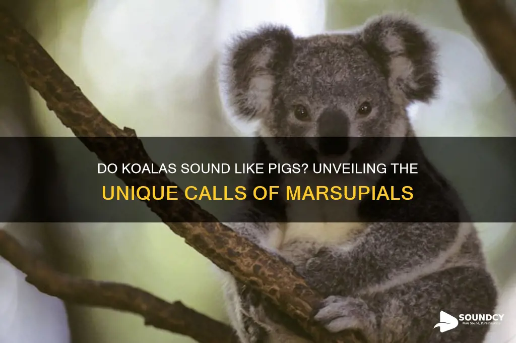 do koalas sound like pigs