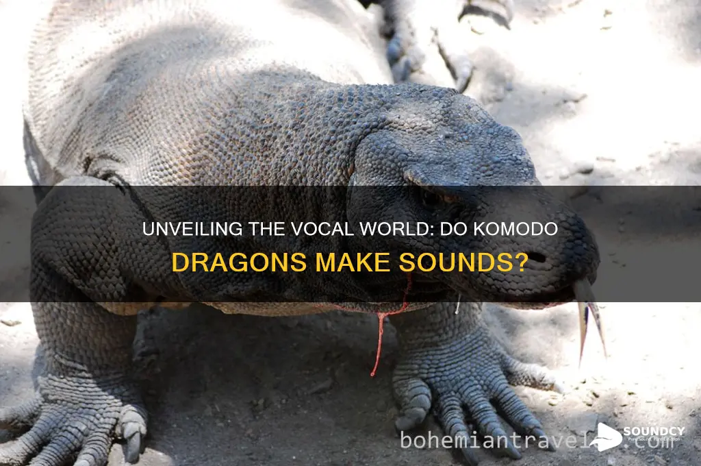 do komodo dragons make sounds