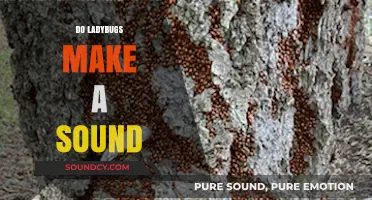 Do Ladybugs Make Noise? Unveiling the Silent World of These Beetles