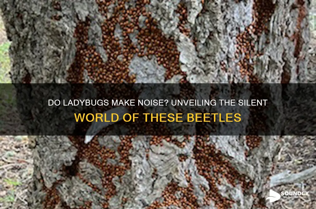 do ladybugs make a sound