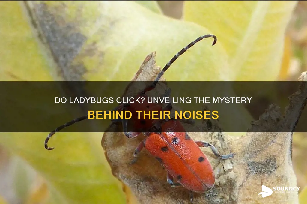 do ladybugs make click sounds