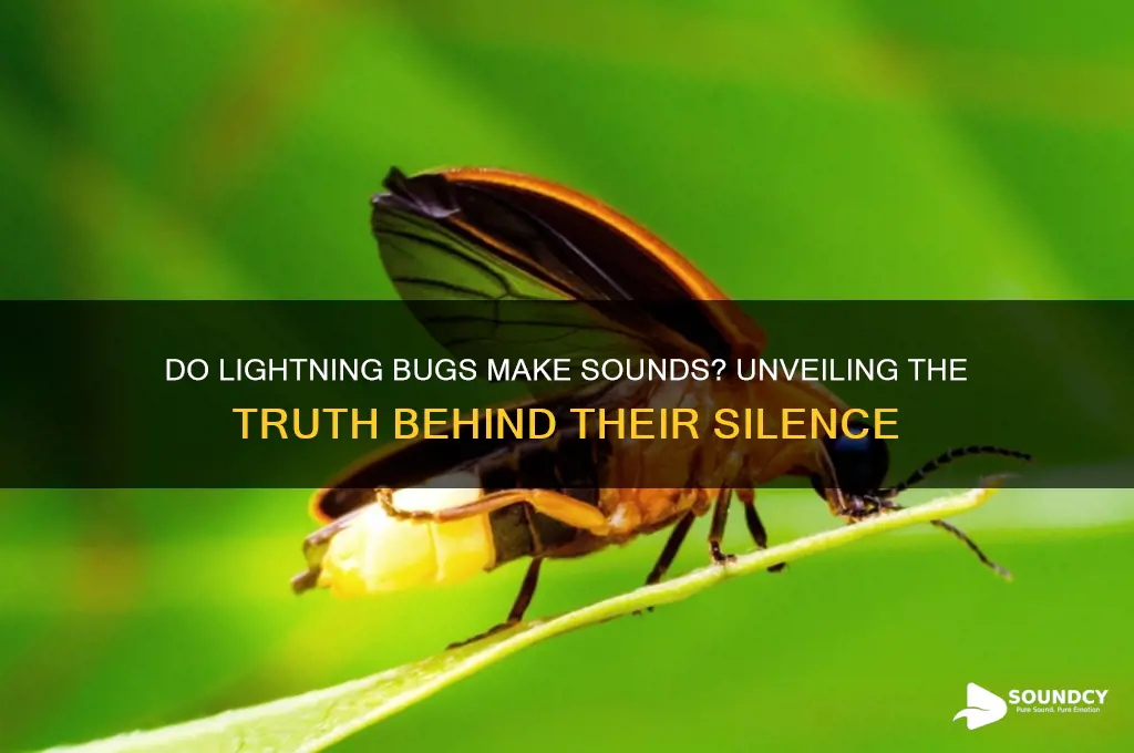 do lightning bugs make sounds