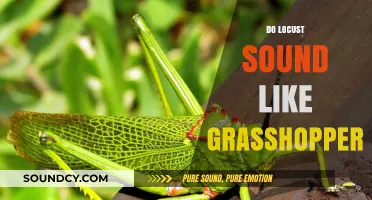 Locust vs. Grasshopper: Unraveling the Buzzing Sounds of These Insects